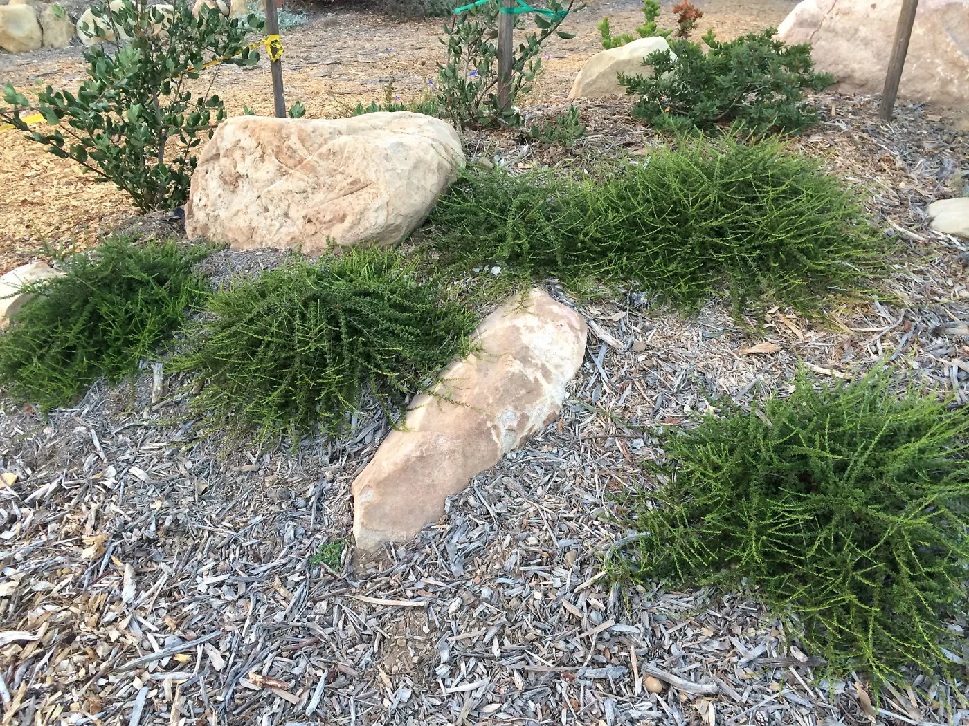 Peter Schuyler garden, Adenostoma fasciculatum Nicolas