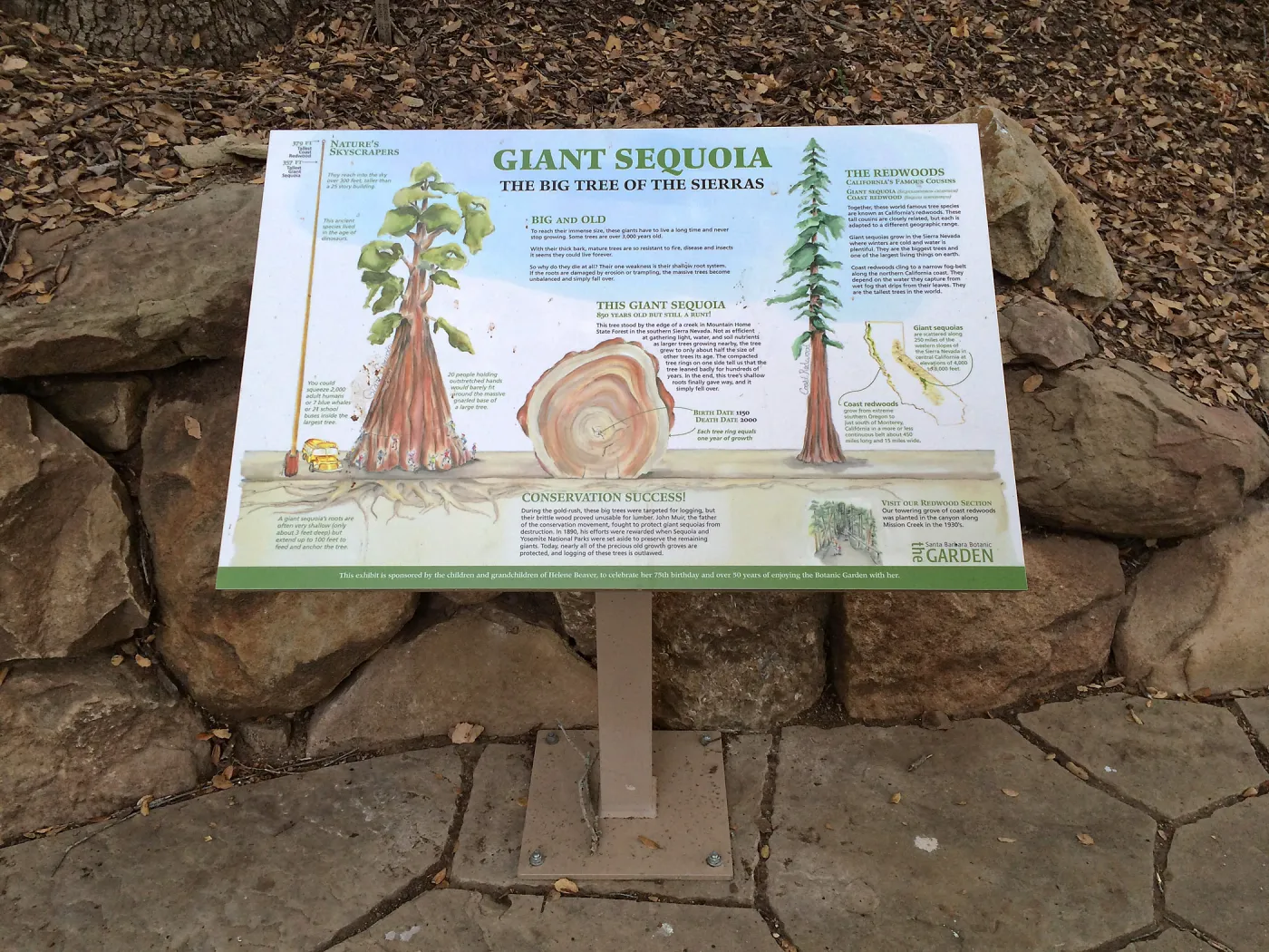 Redwood round Exhibit, Sequoiadendron giganteum sign