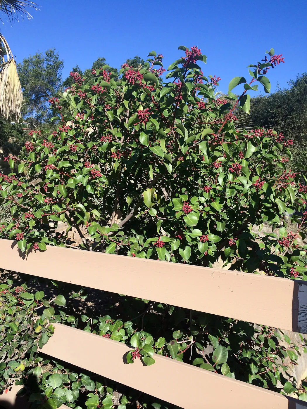Rhus ovata at gates to courtyard
