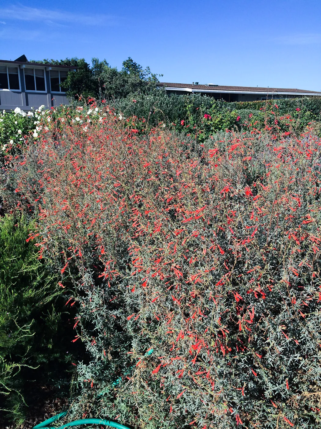 Touring gardens with Isabelle Greene. Epilobium border