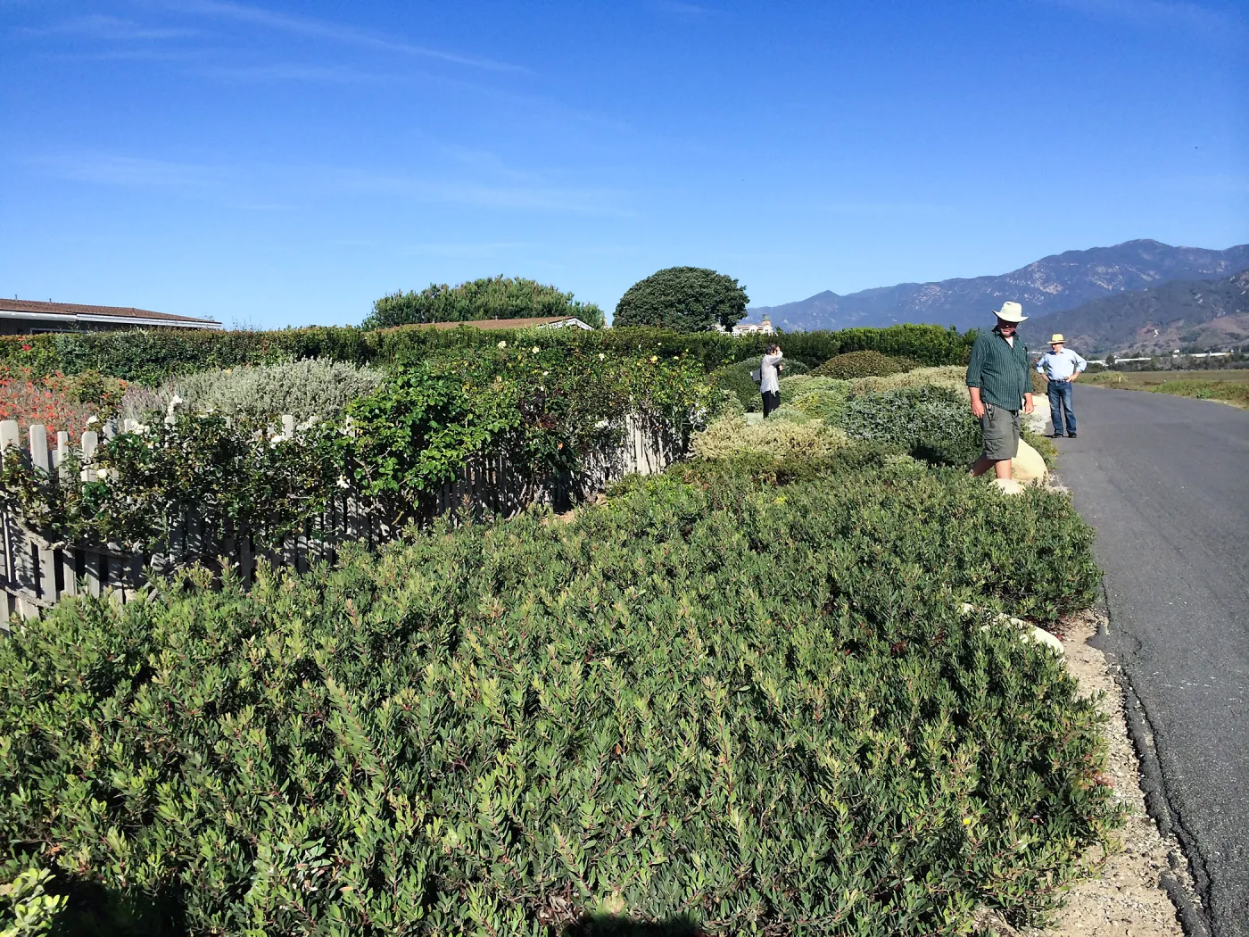 Touring gardens with Isabelle Greene. manzanita goundcover