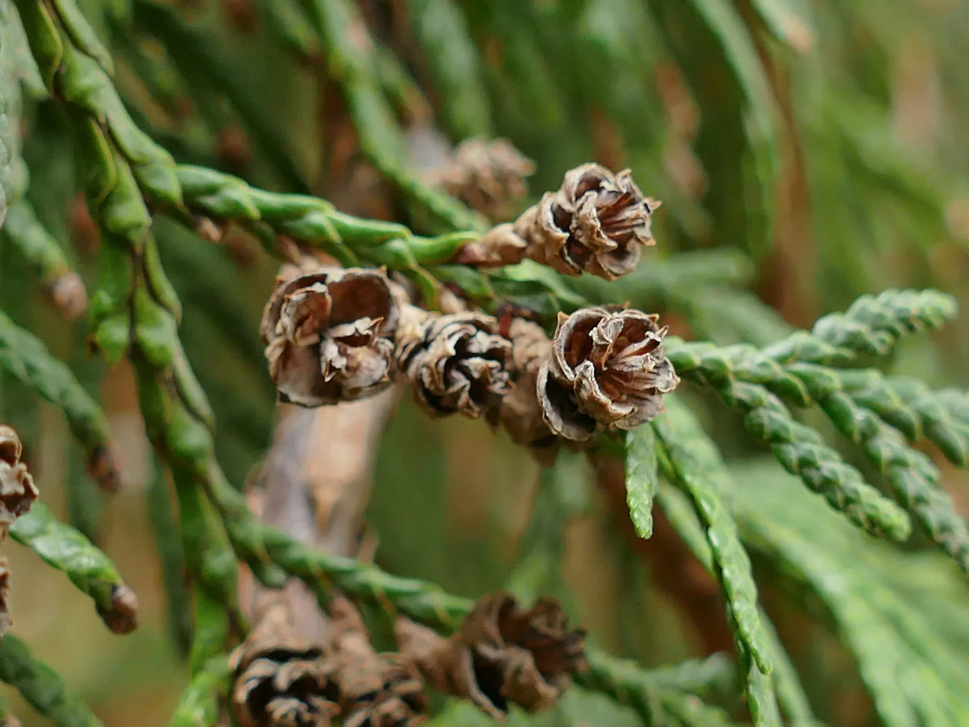 Western Red Cypress cones