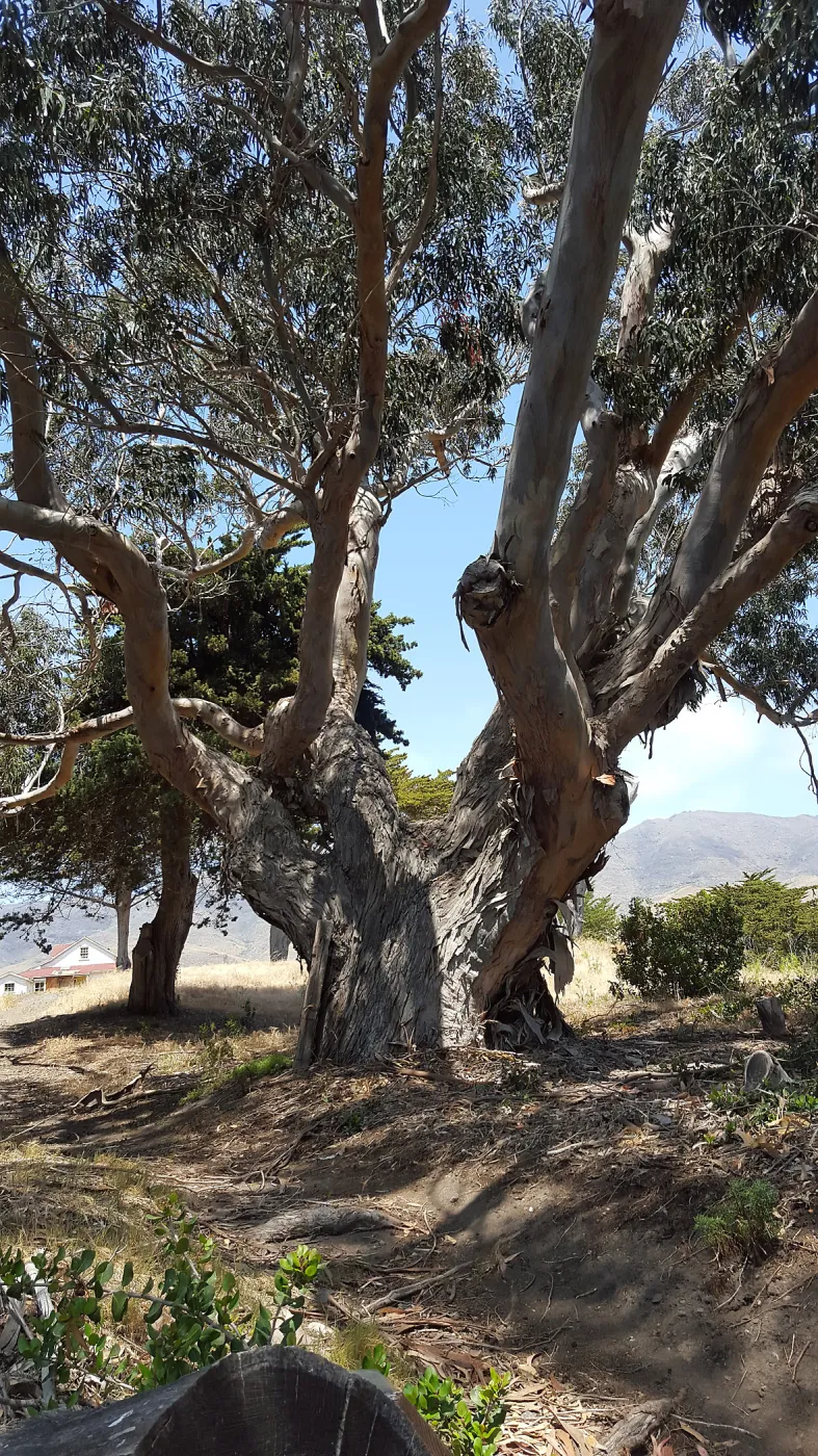 Santa Cruz Island Trip, Eucalyptus