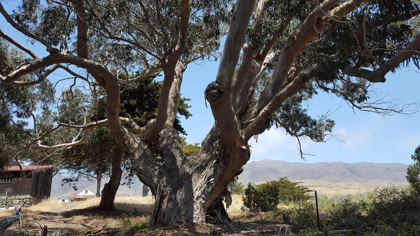 Santa Cruz Island Trip, Eucalyptus