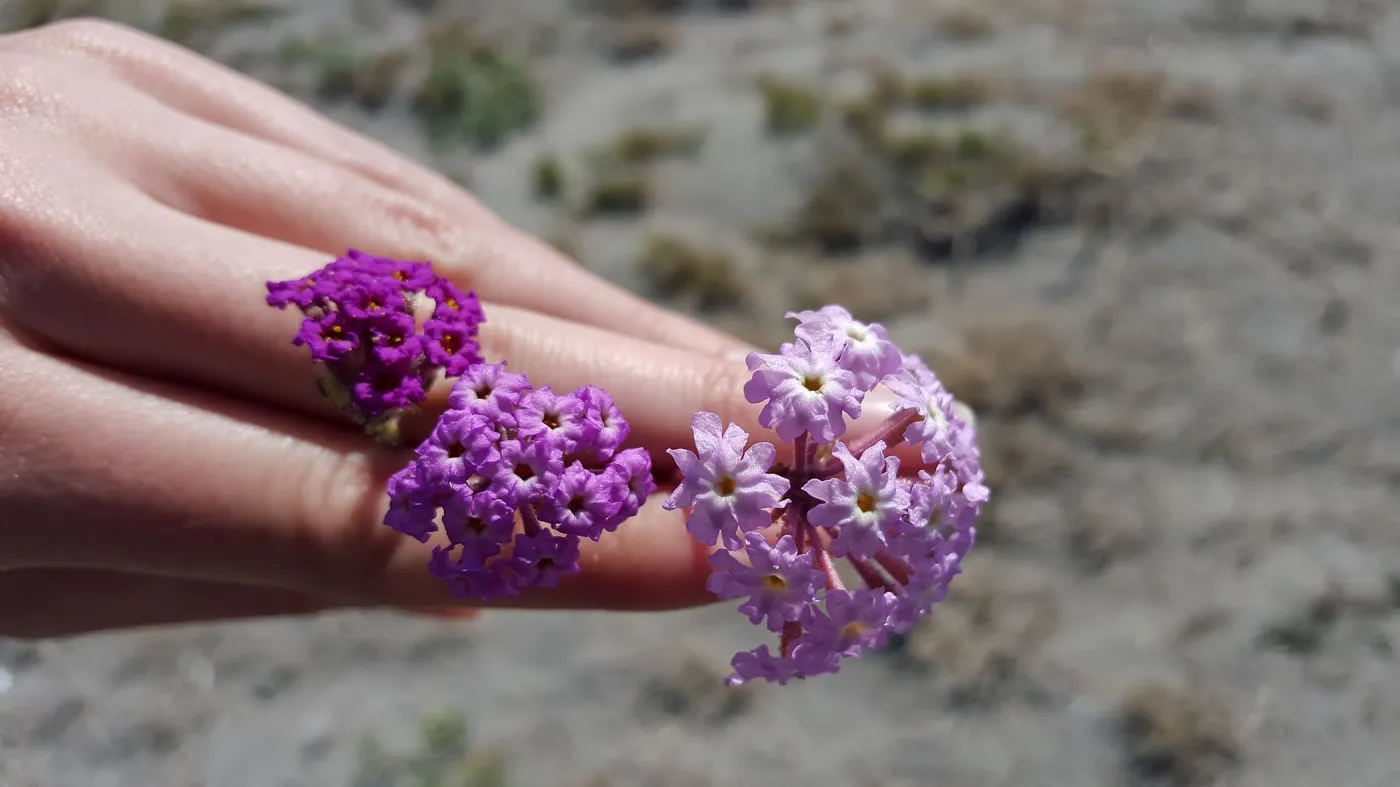 Santa Cruz Island Trip, Sand verbenas and hybrid (Abronia maritima, Abronia umbellata and hybrid)