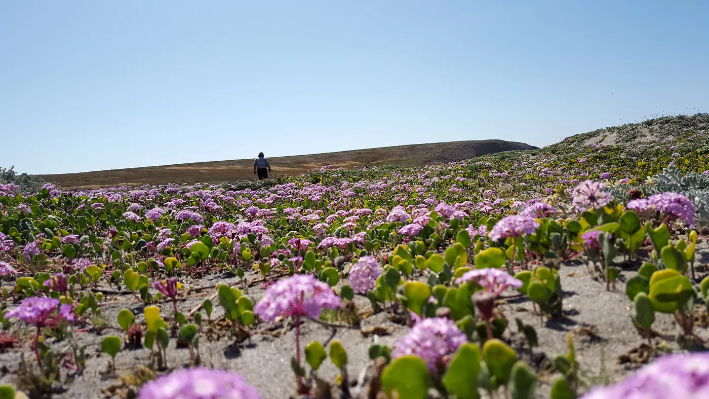 Santa Cruz Island Trip, Sticky sand verbena (Abronia umbellata)