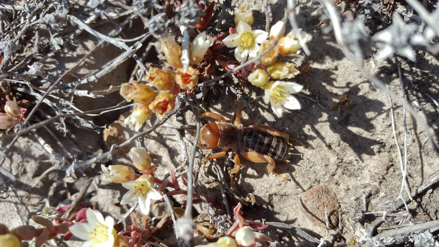 Santa Cruz Island Trip, Island Dudleya (Dudleya nesiotica) and Jerusalem Cricket