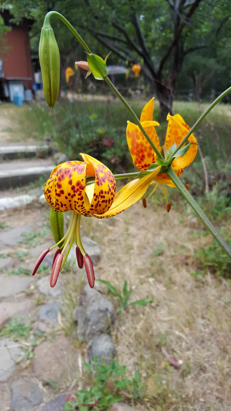 Santa Cruz Island Trip, Humboldt Lilly (Lilium humboldtii)