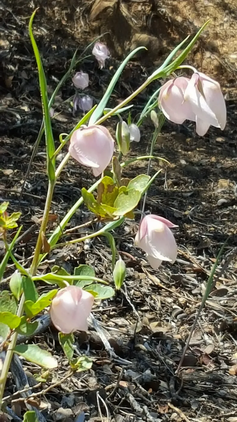Santa Cruz Island Trip, Fairy Lanterns (Calochortus albus)