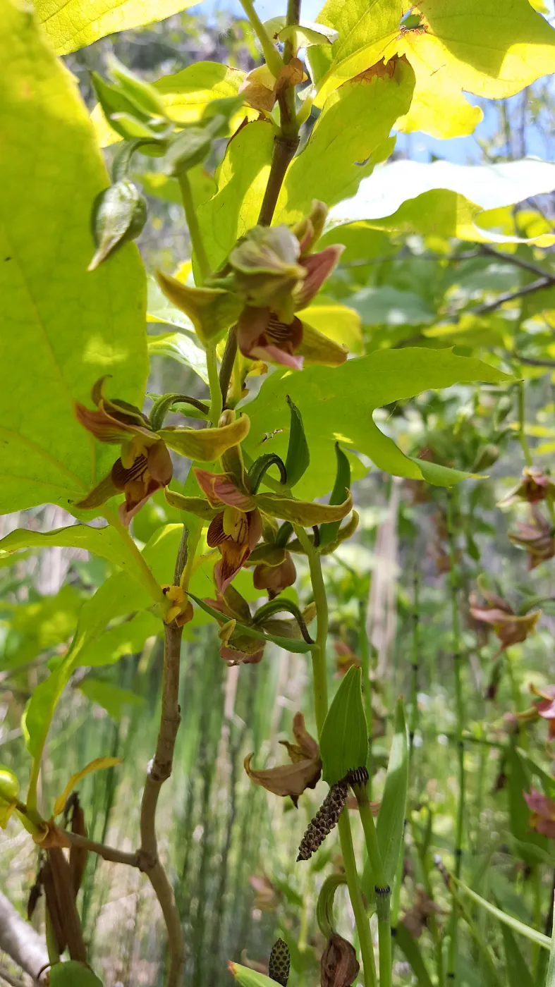Santa Cruz Island Trip, Stream Orchid (Epipactis gigantea)