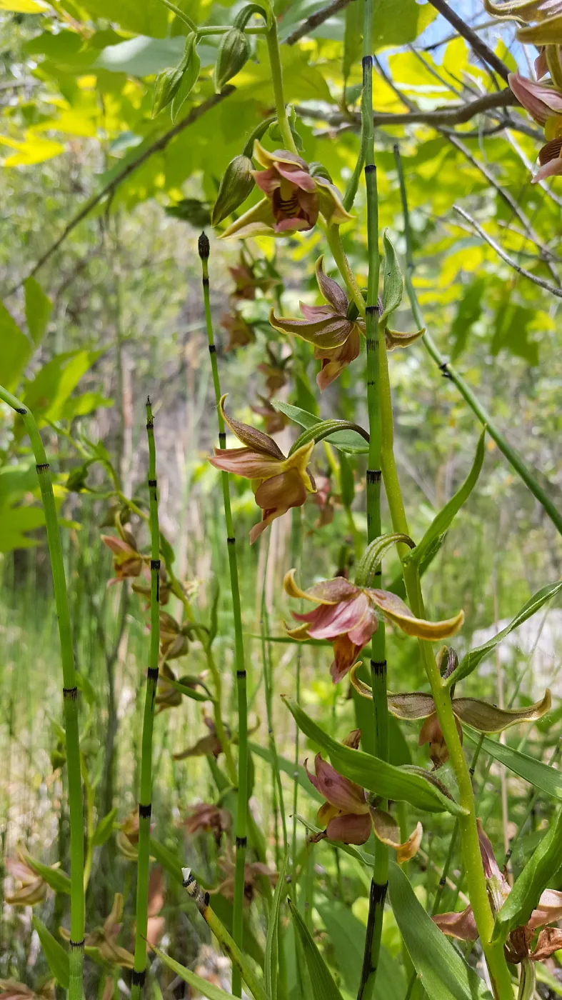 Santa Cruz Island Trip, Stream Orchid (Epipactis gigantea)