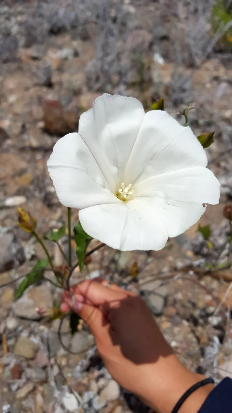 Santa Cruz Island Trip, Southern California morning glory (Calystegia macrostegia ssp macrostegia)