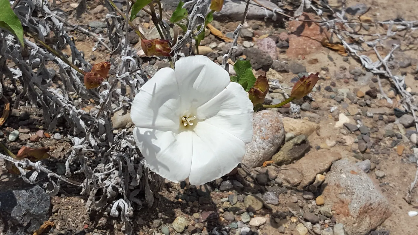 Santa Cruz Island Trip, Southern California morning glory (Calystegia macrostegia ssp macrostegia)