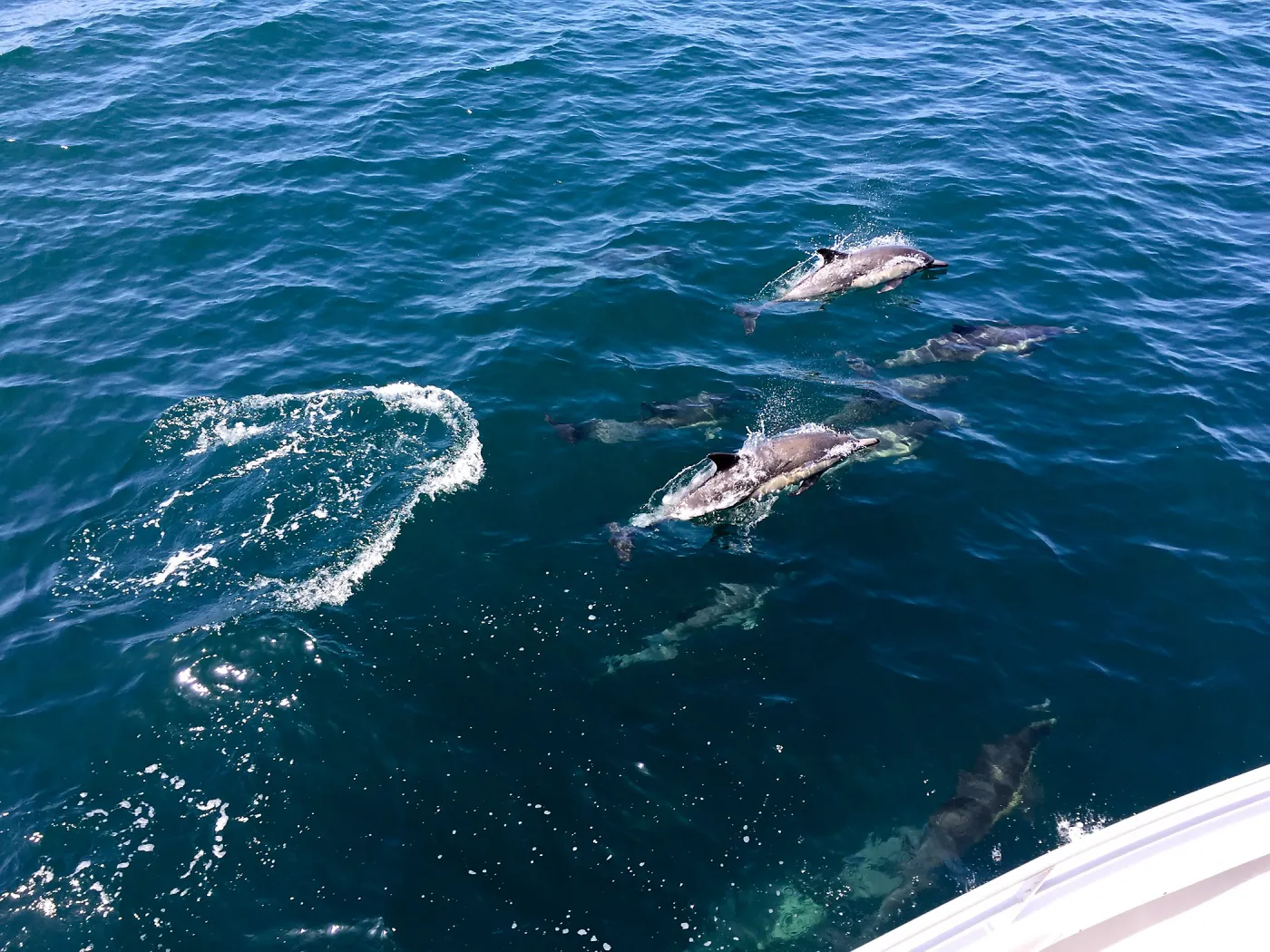 Santa Cruz Island Trip, dolphins from the boat