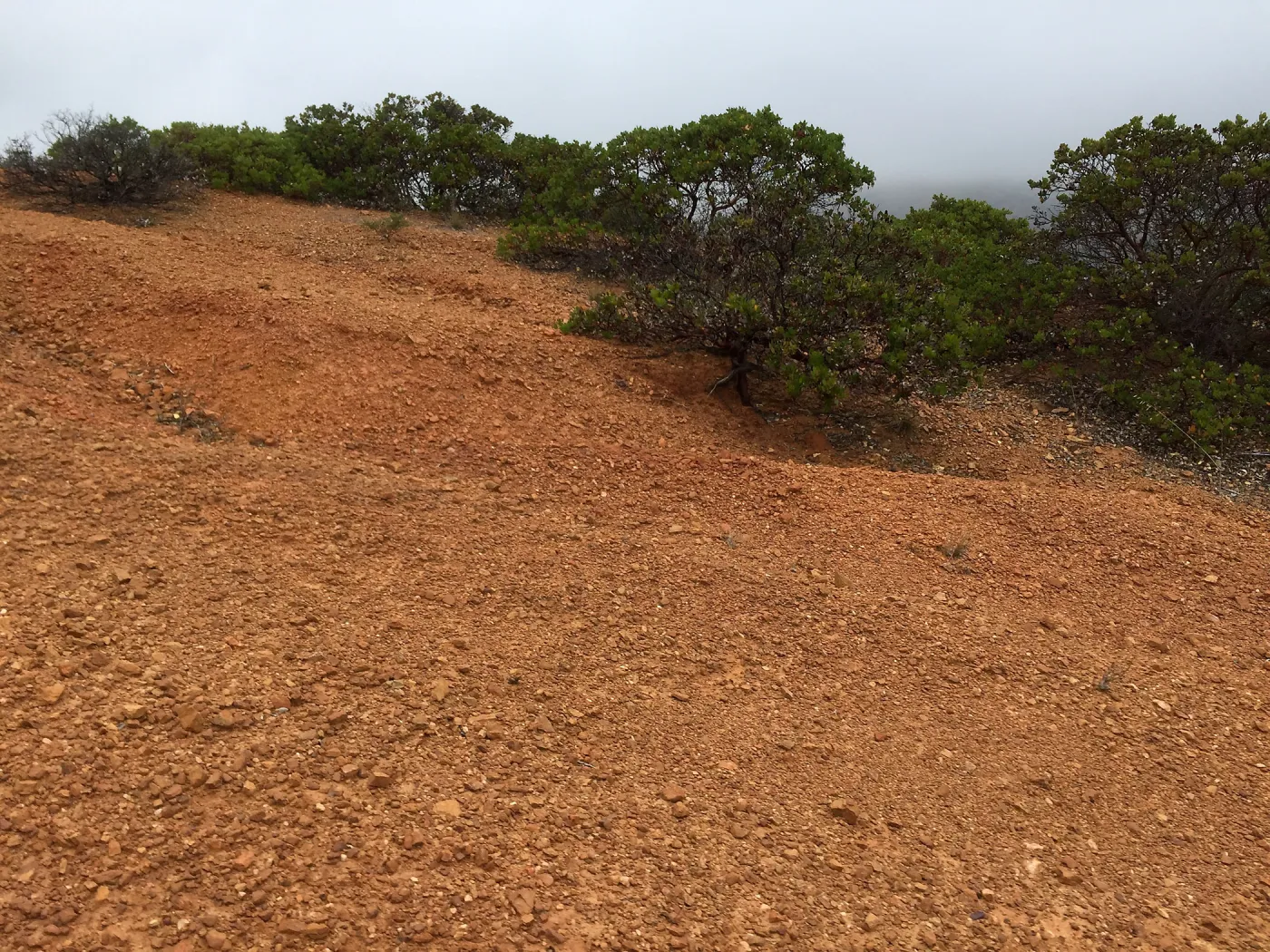 Santa Cruz Island Trip, Manzanita (Arctostaphylos)