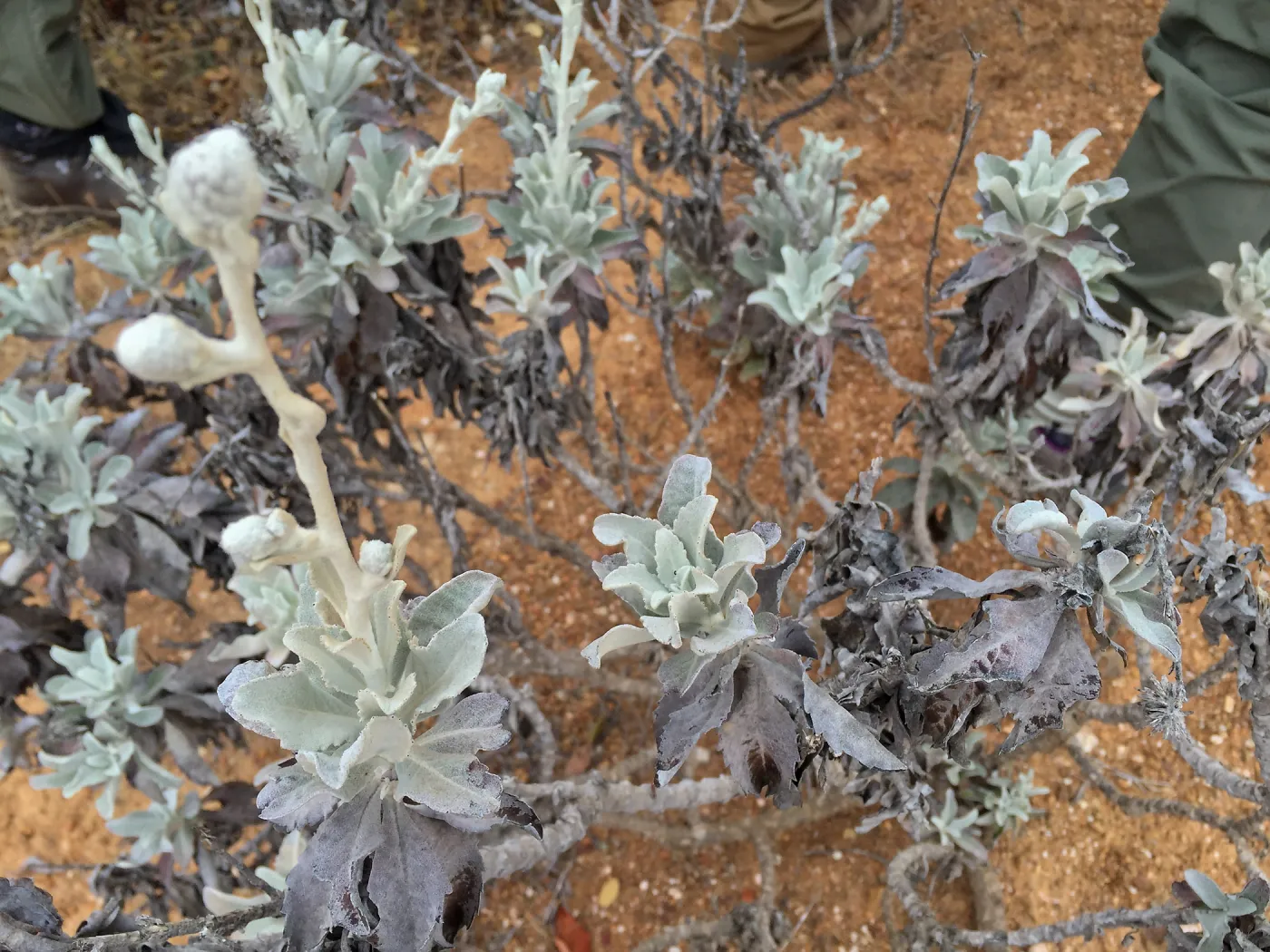 Santa Cruz Island Trip, Island bristleweed (Hazardia detonsa)