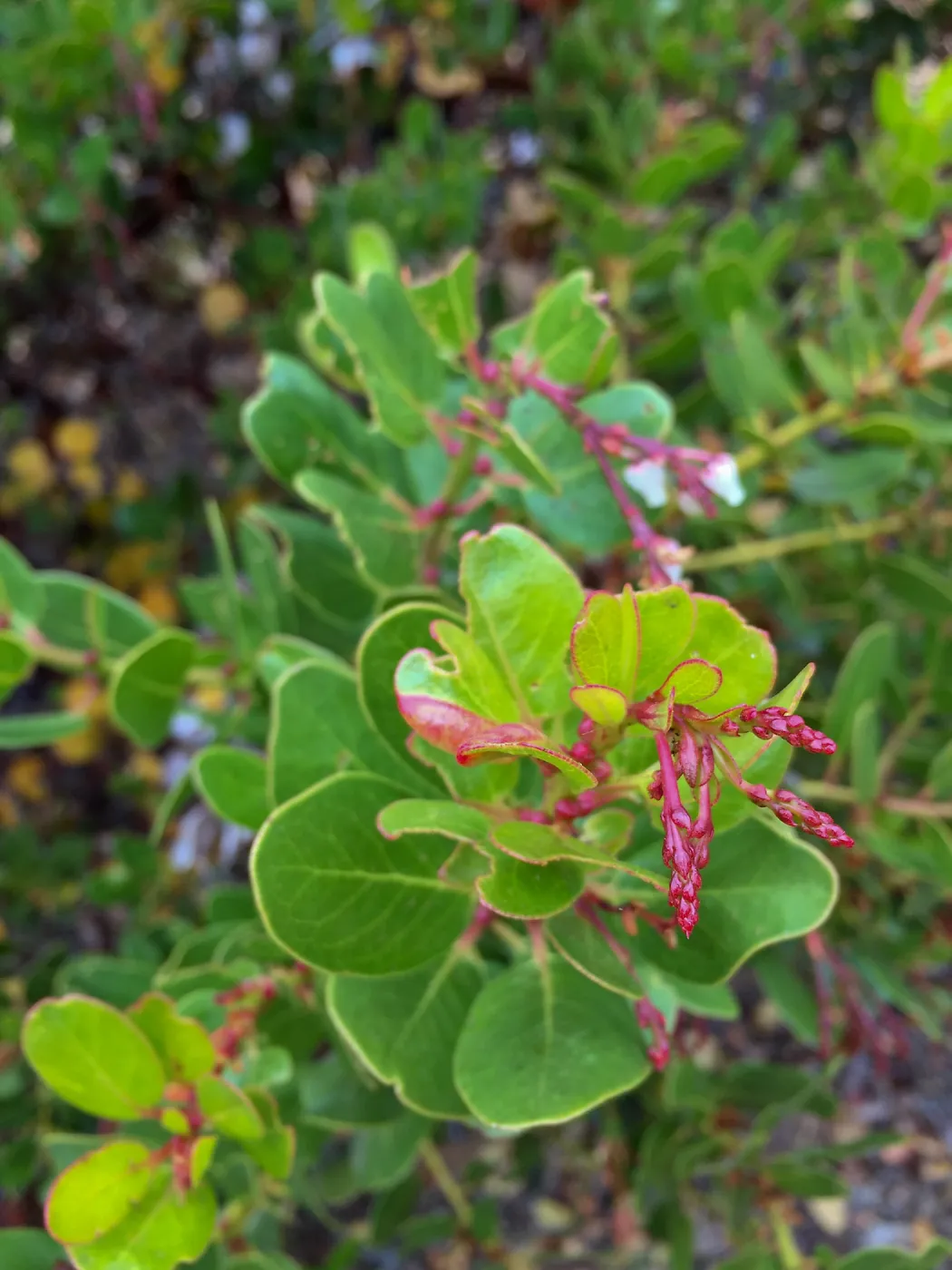 Santa Cruz Island Trip, Island manzanita (Arctostaphylos insularis)