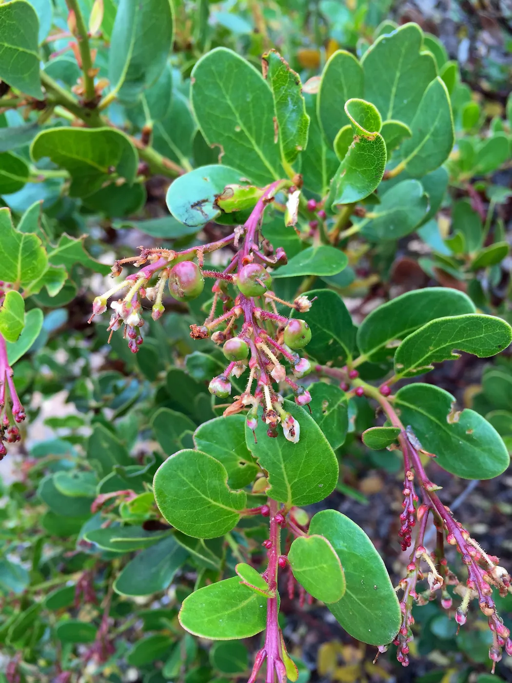 Santa Cruz Island Trip, Island manzanita (Arctostaphylos insularis)