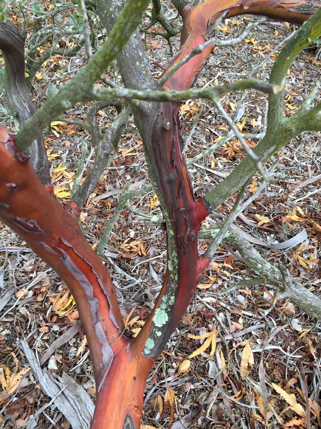 Santa Cruz Island Trip, Manzanita (Arctostaphylos) bark