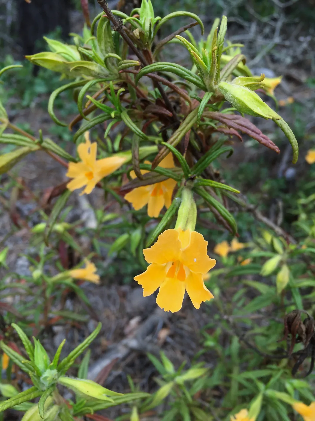 Santa Cruz Island Trip, Monkeyflower (Mimulus aurantiacus)