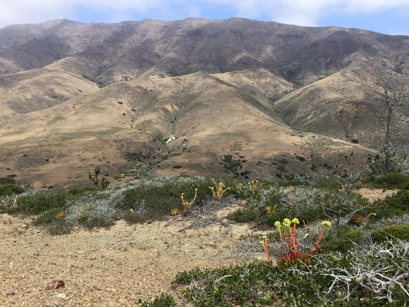 Santa Cruz Island Trip, Greene's live-forever (Dudleya greenei)