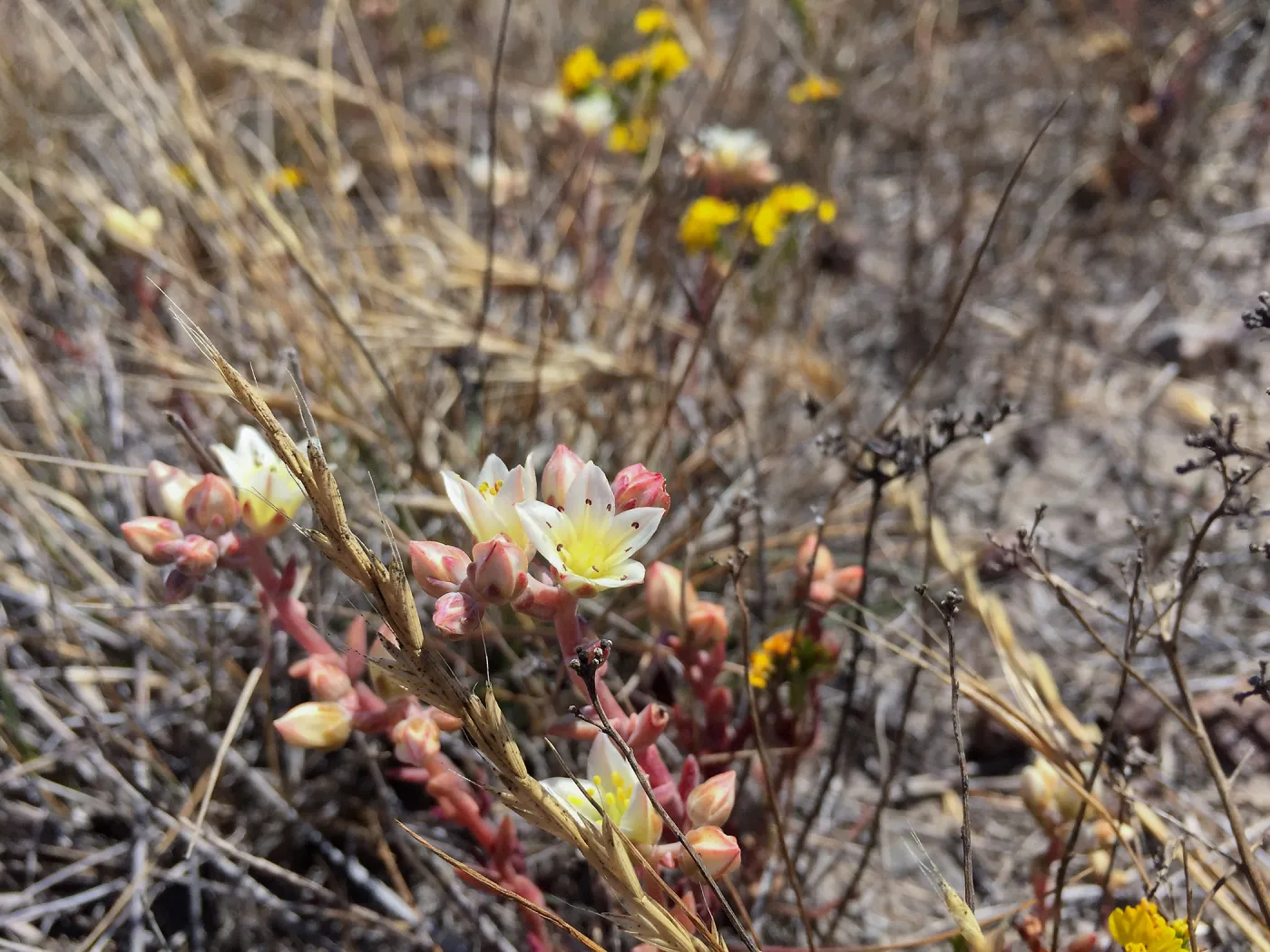 Santa Cruz Island Trip, Santa Cruz Island dudleya (Dudleya nesiotica) and Golden yarrow (Eriophyllum confertiflorum)