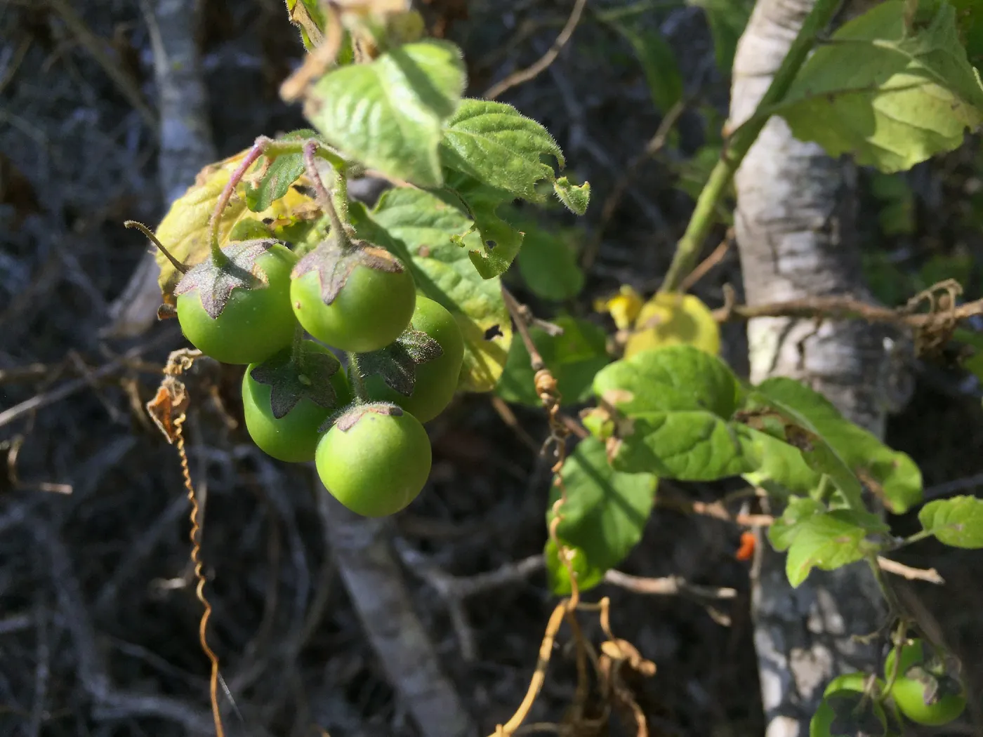 Santa Cruz Isand Trip, Santa Cruz Island nightshade (Solanum clokeyi) fruit