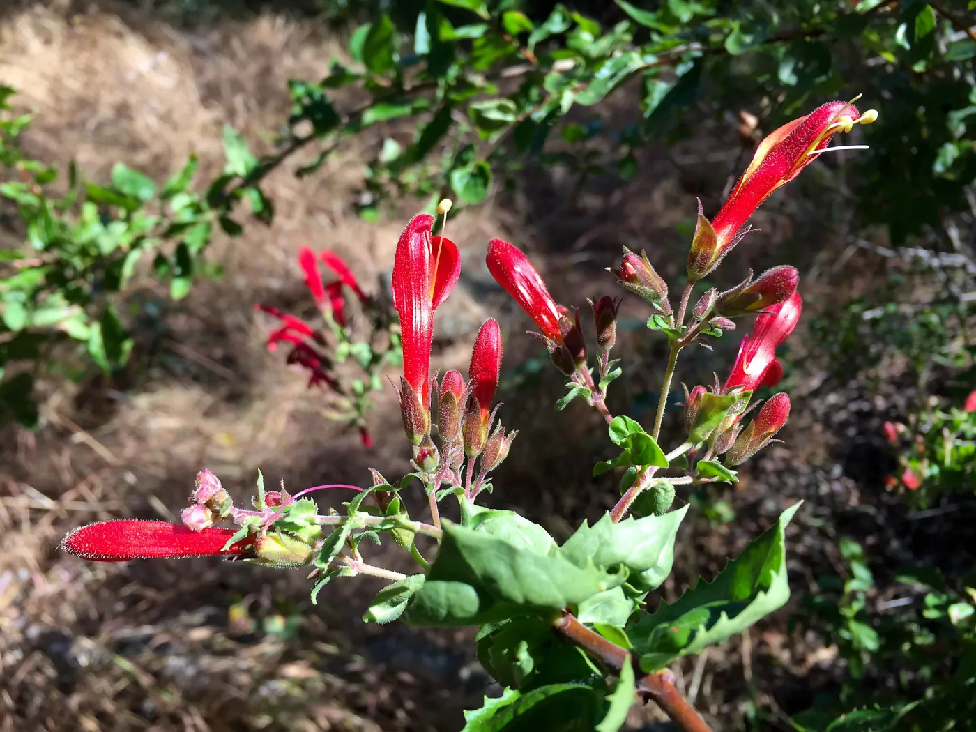 Santa Cruz Island Trip, Heart-leaved bush penstemon (Keckiella cordifolia)