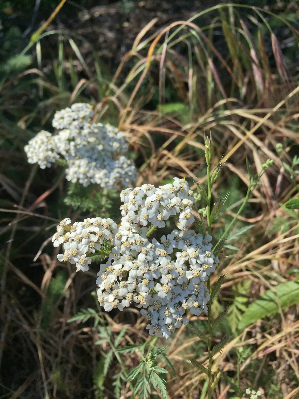Santa Cruz Island Trip, Common yarrow (Achillea millefolium)