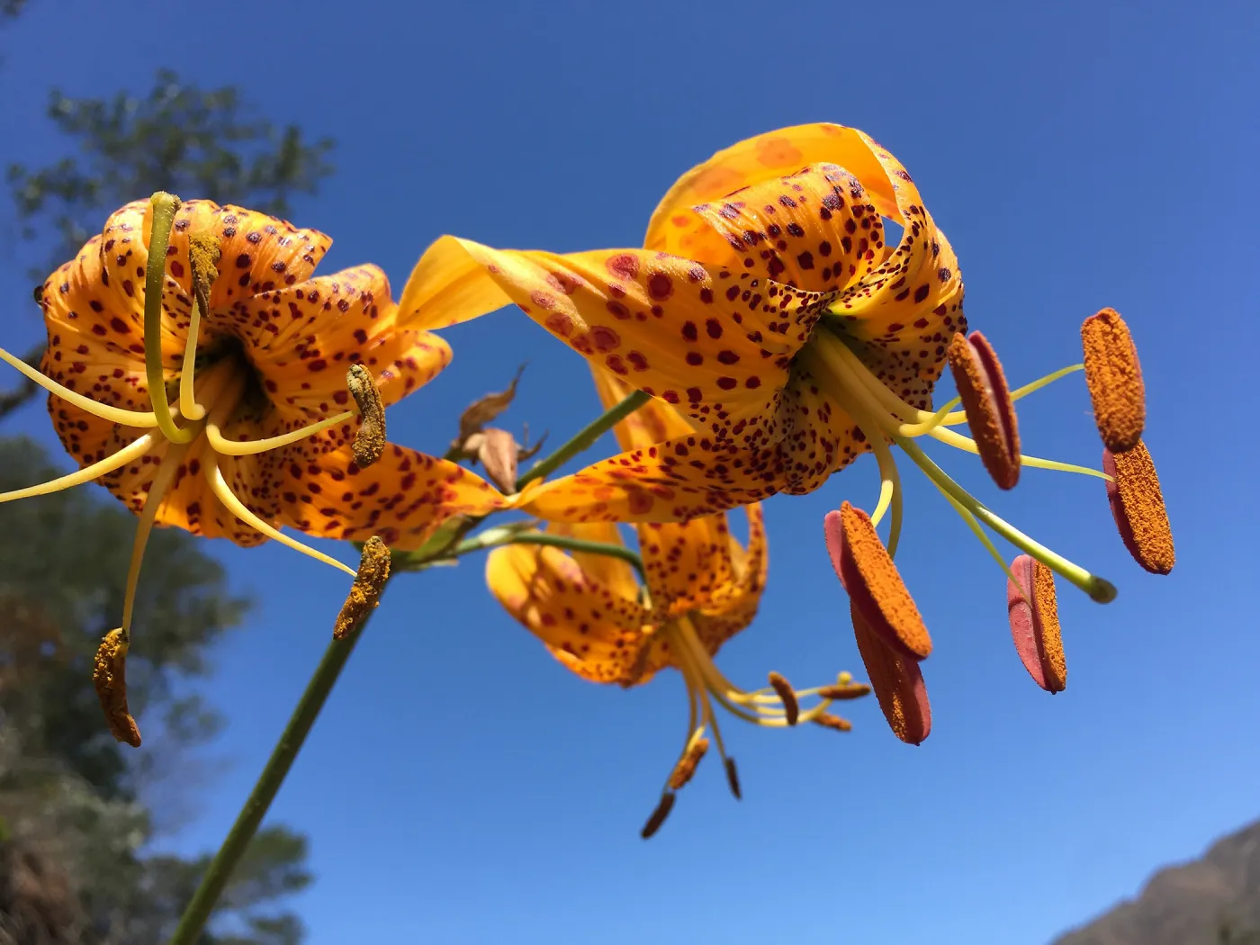 Santa Cruz Island Trip, Humboldt lily (Lilium humboldtii)
