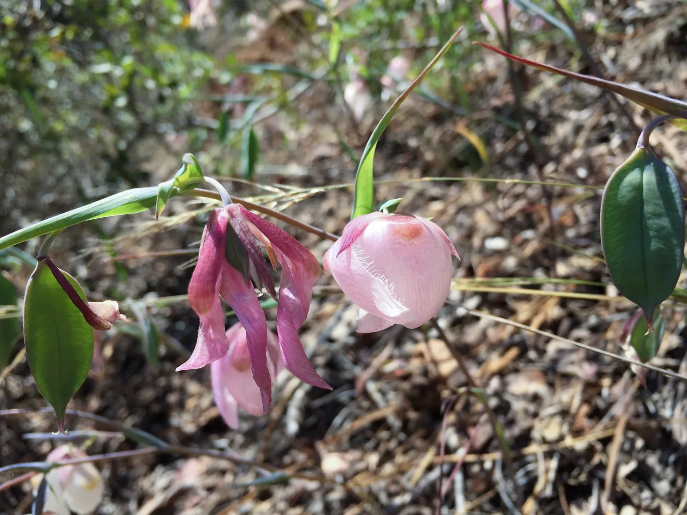 Santa Cruz Island Trip, Fairy houses (Calochortus albus)