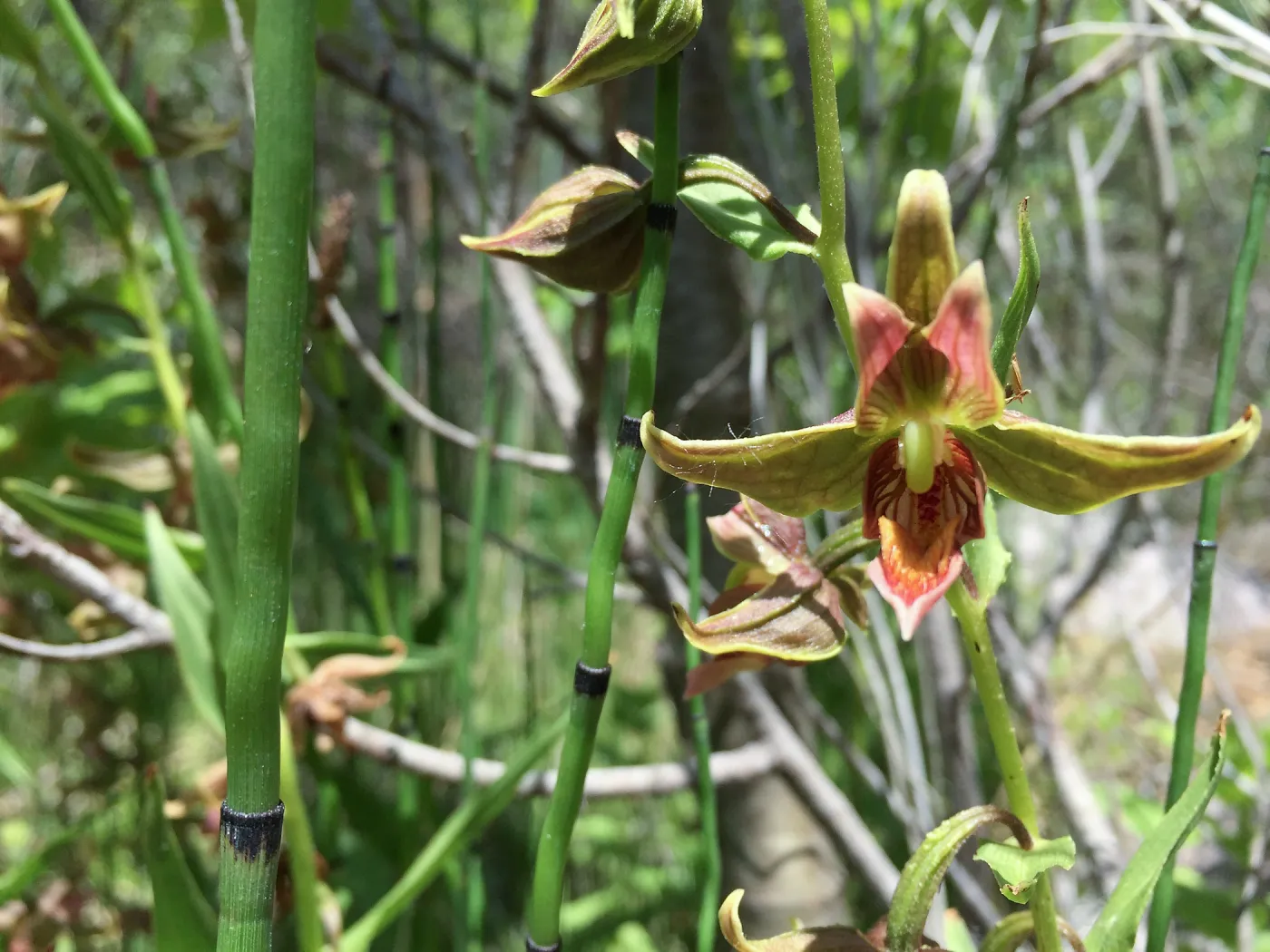 Santa Cruz Island Trip, Stream orchid (Epipactis gigantea)
