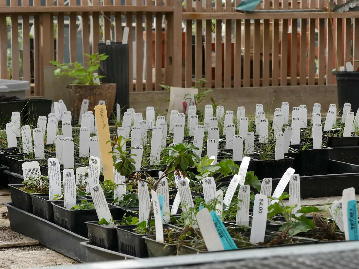 Plant propagations in the Garden Growers Nursery