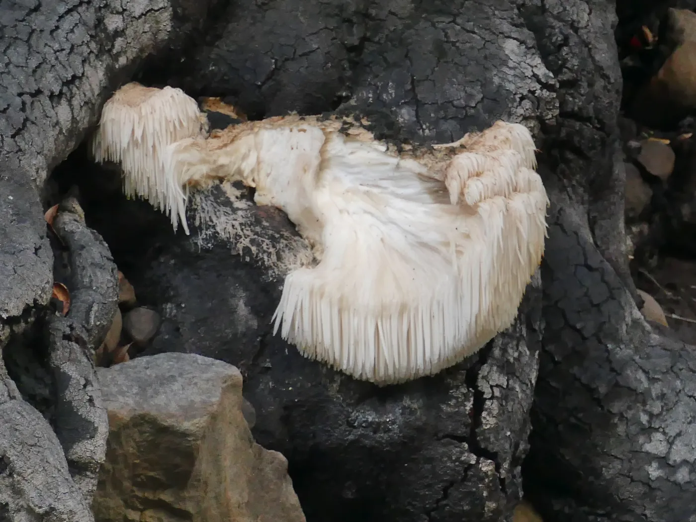 Remains of vandalized Lion's Mane Mushroom, Hericium erinaceus