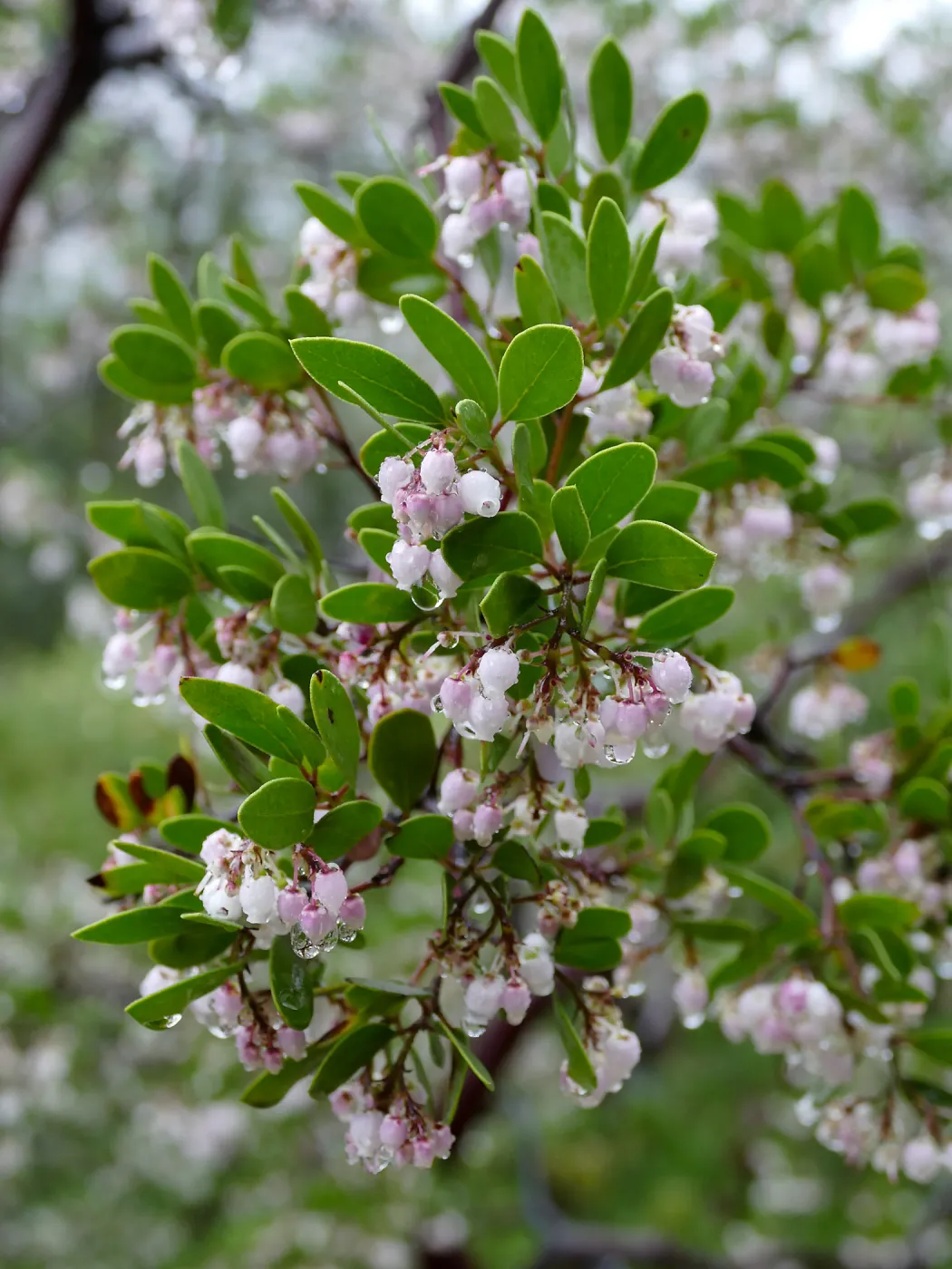 Raiche's Manzanita in rain