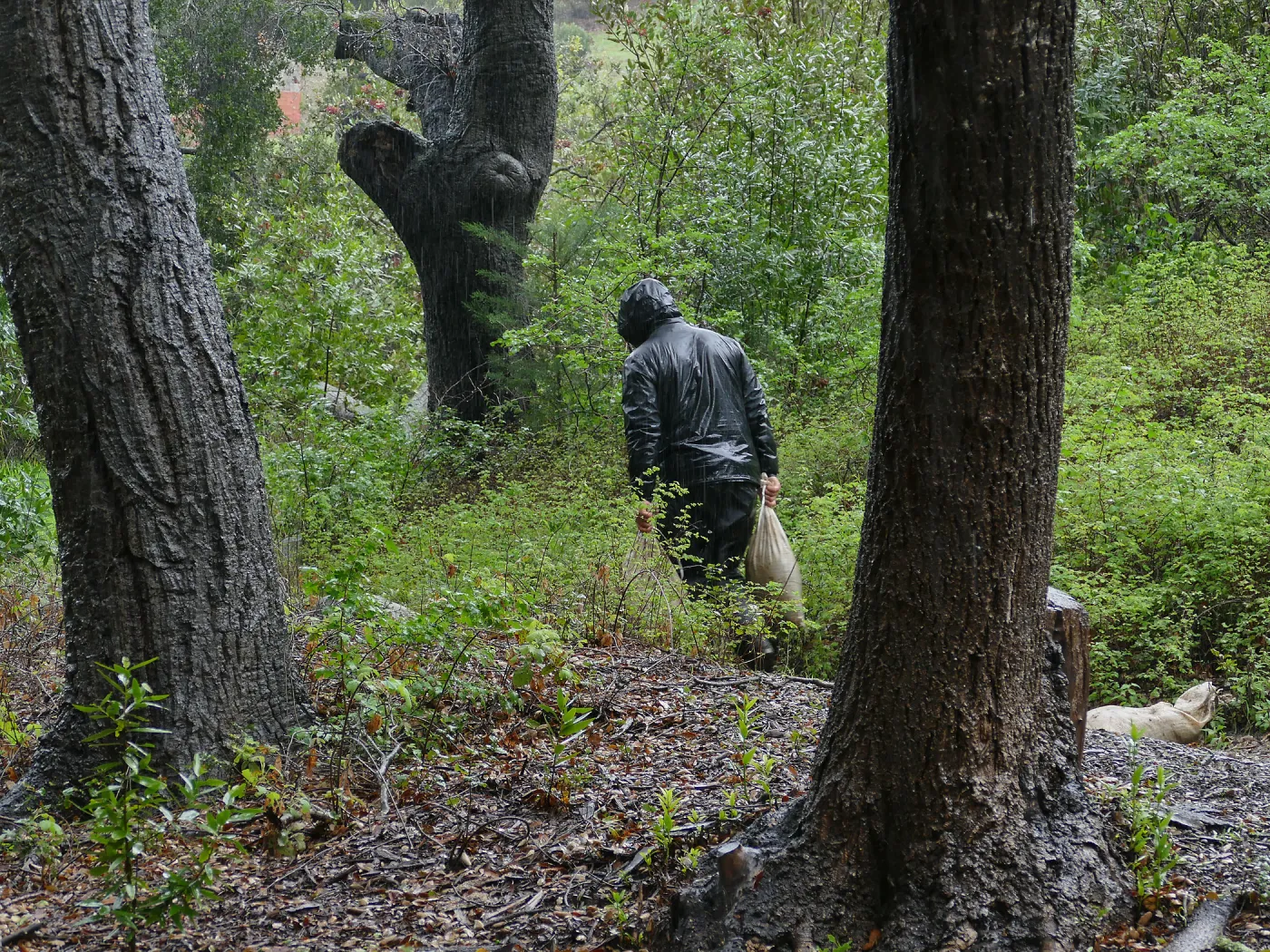 Tony Lee placing sandbags on Woodland Trail during rainstorm