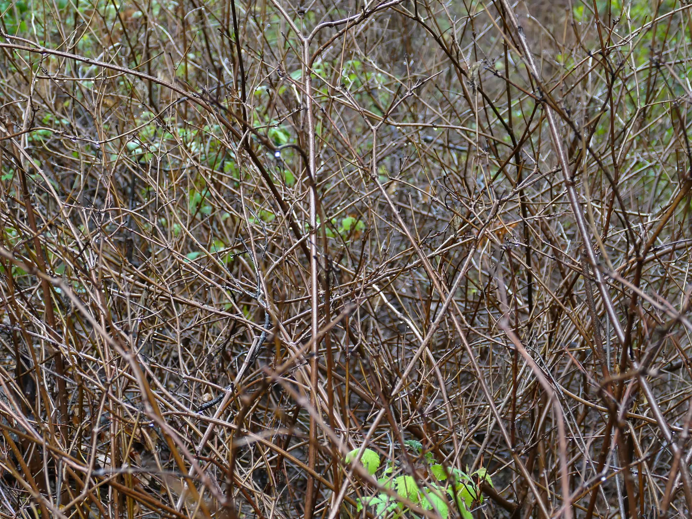 Spice Bush in rain