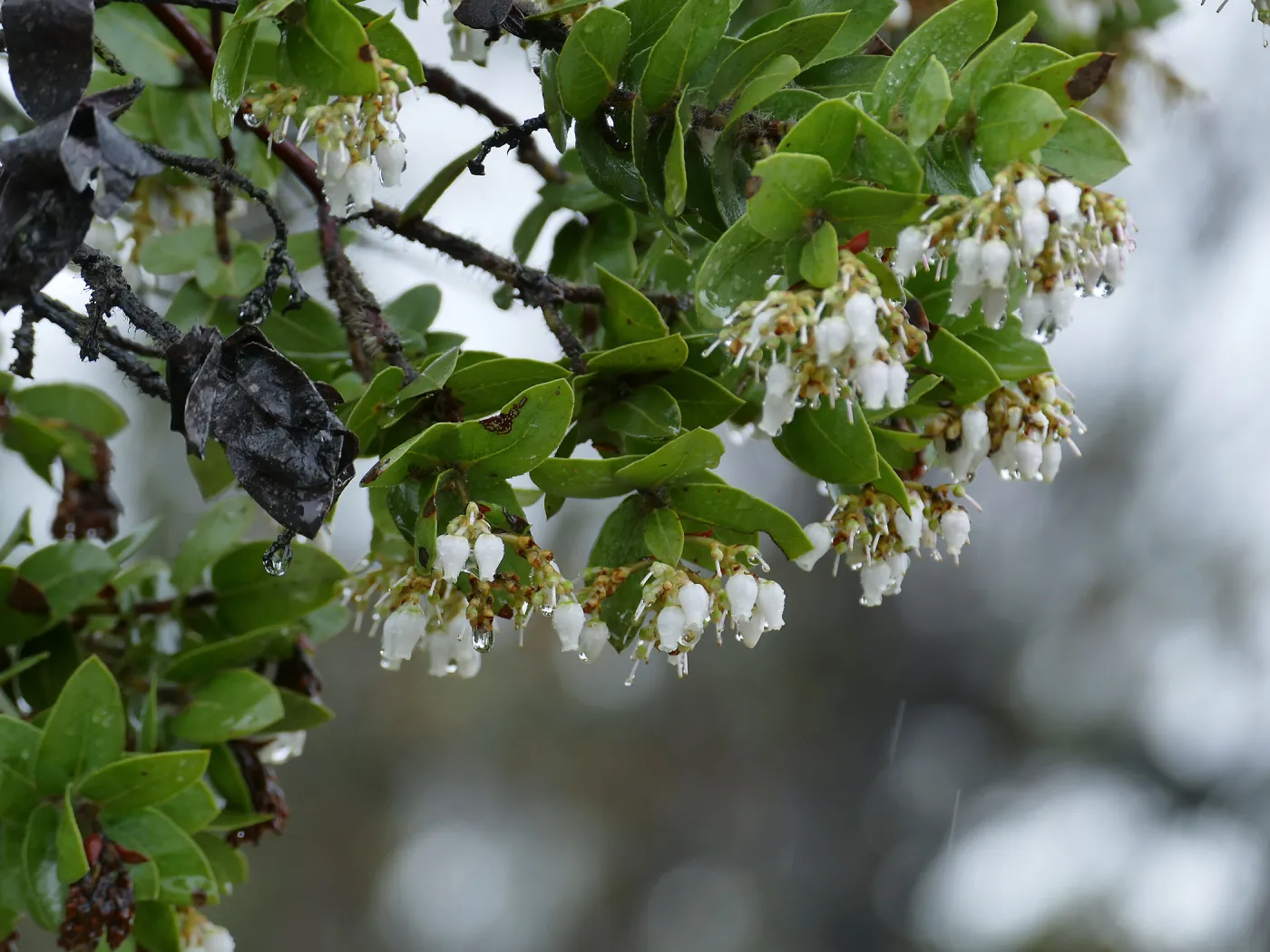 Refugio Manzanita in the rain