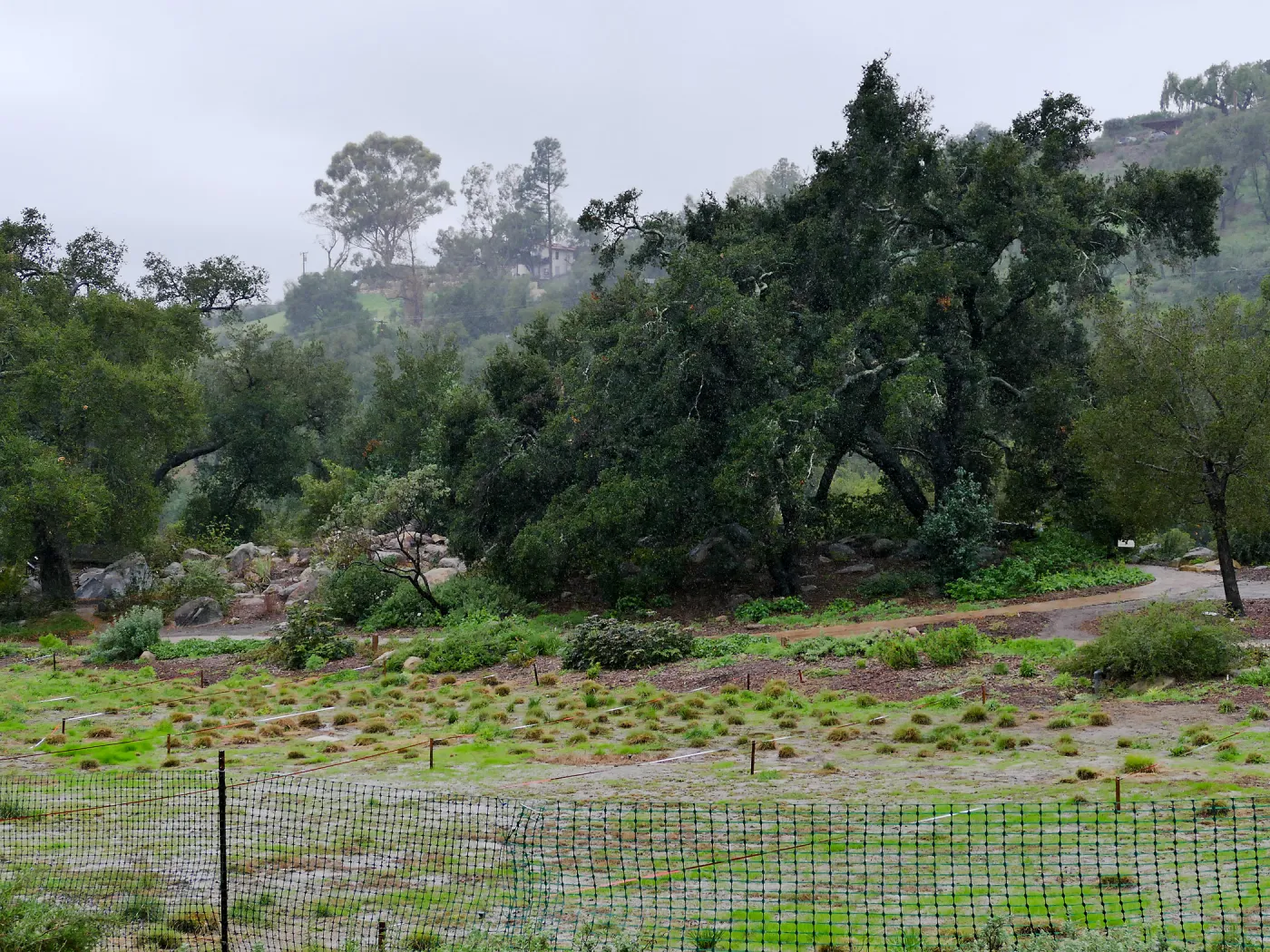 Meadow Oaks (Coastal Live Oak) in rain