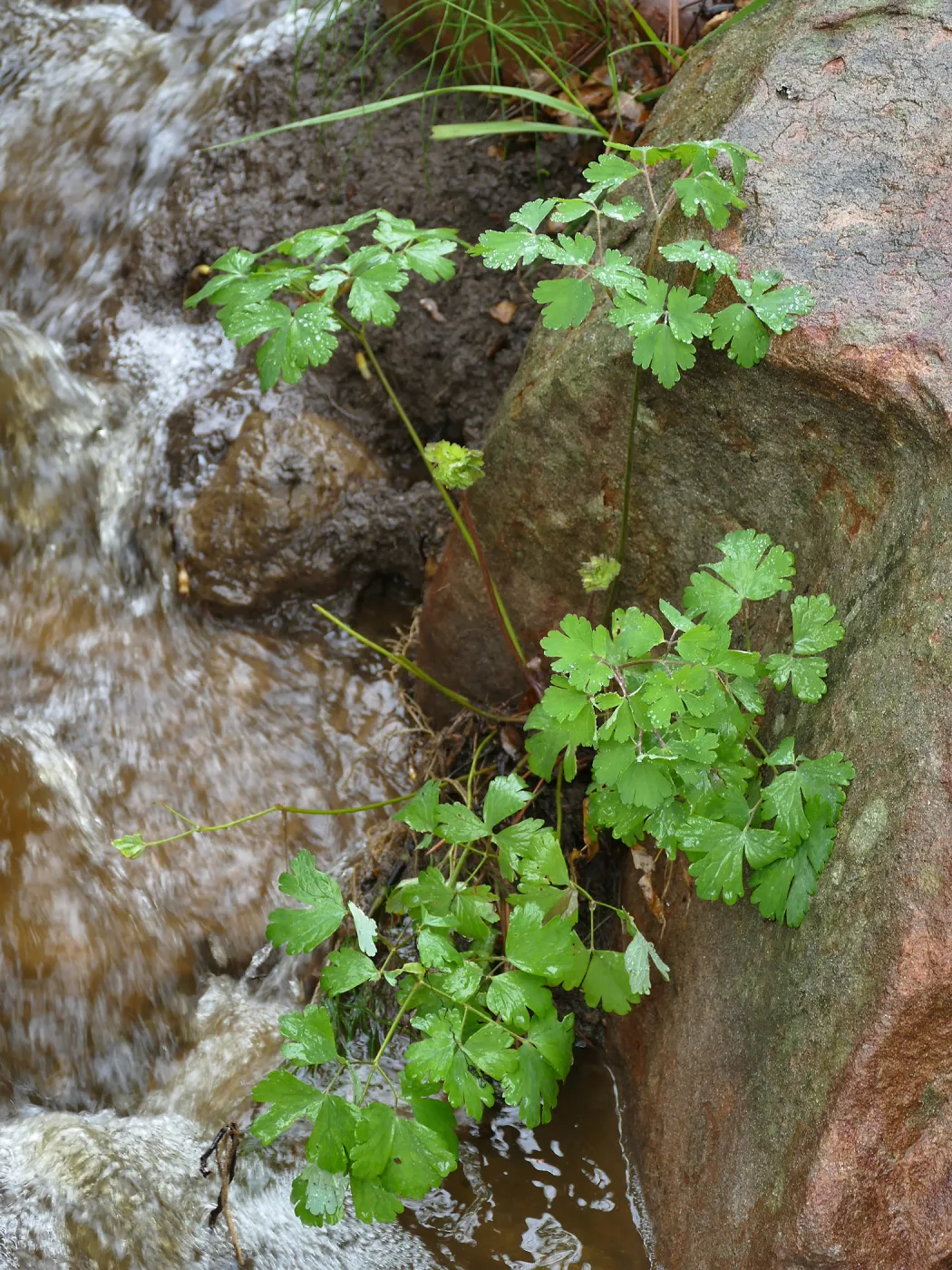 Western Columbine in Arroyo Section after rain