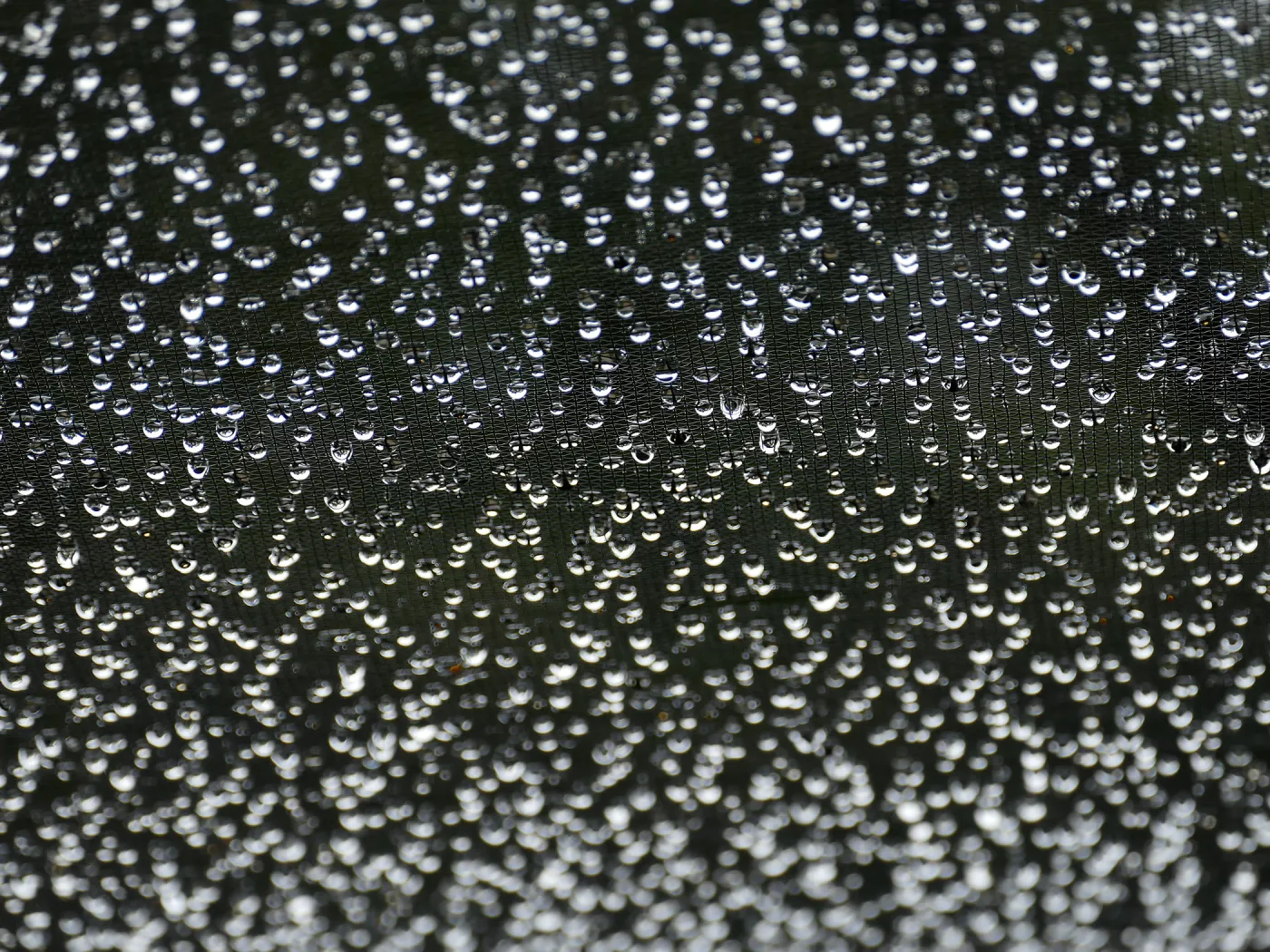 Rainwater hanging from shadecloth in Garden Growers Nursery