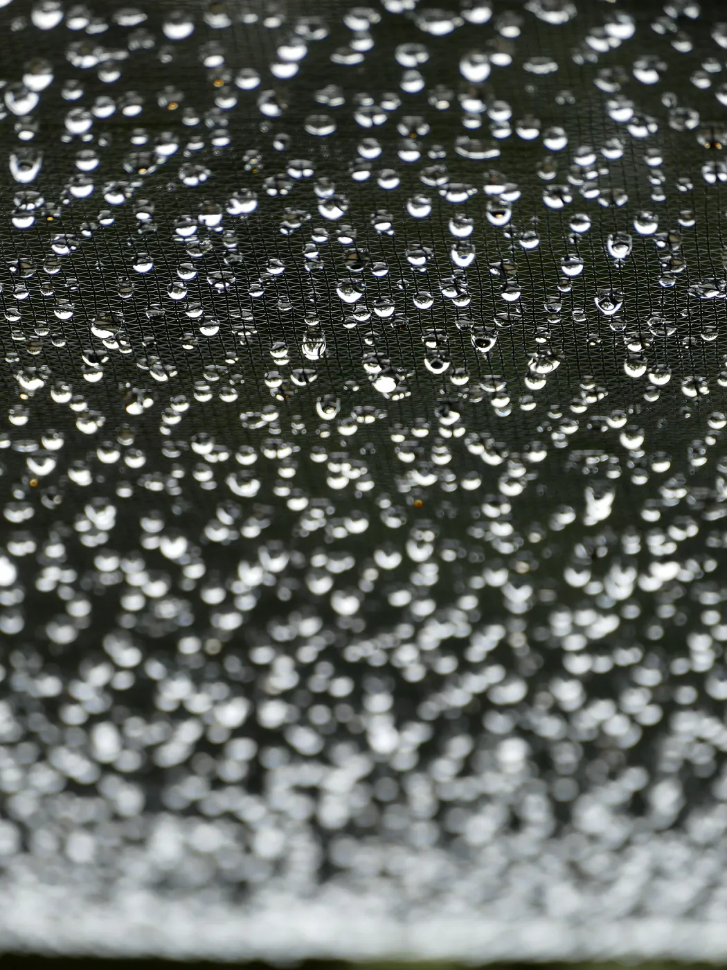 Rainwater hanging from shadecloth in Garden Growers Nursery