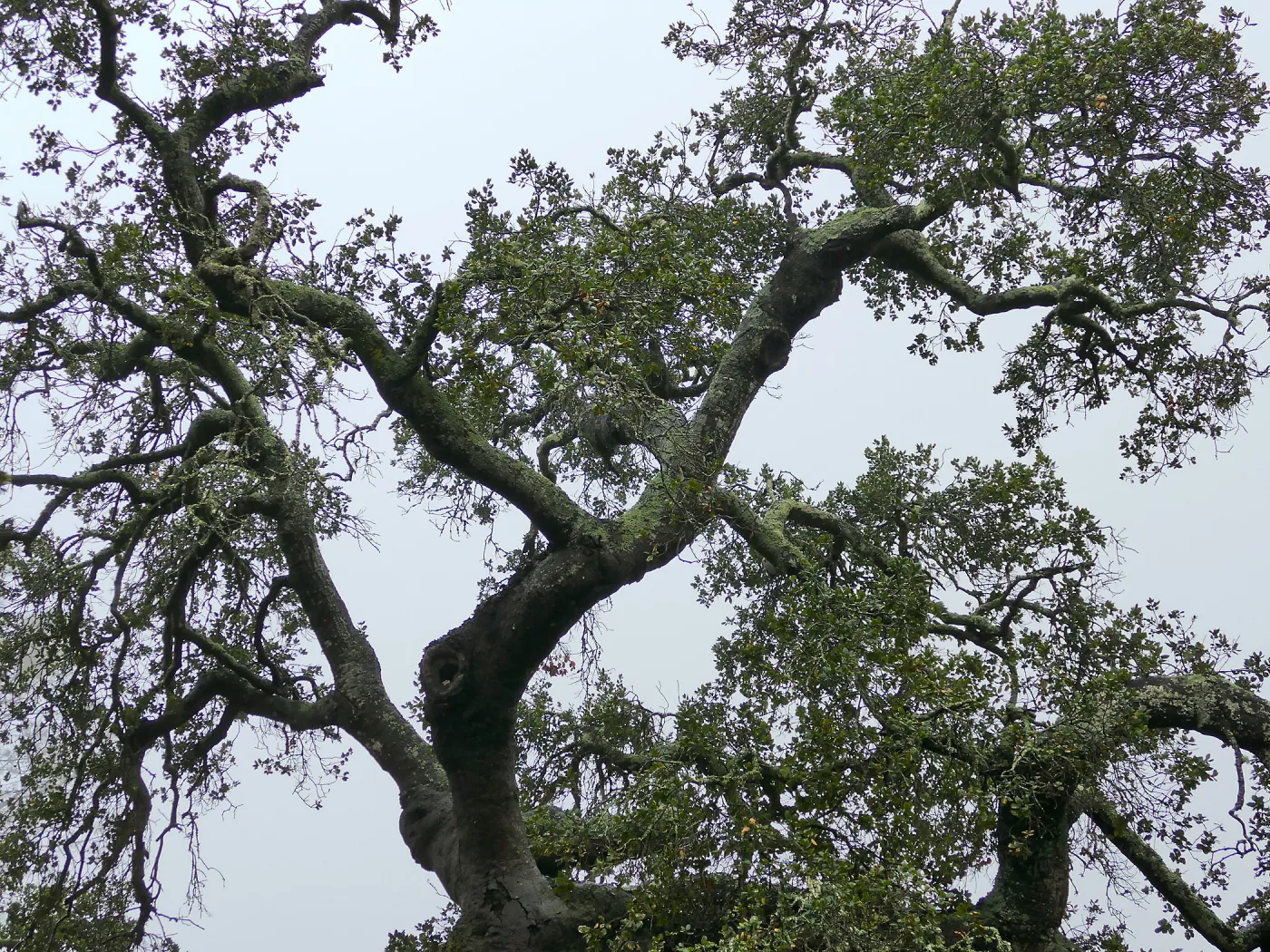 Oak (Coastal Live Oak) in Manzanita section