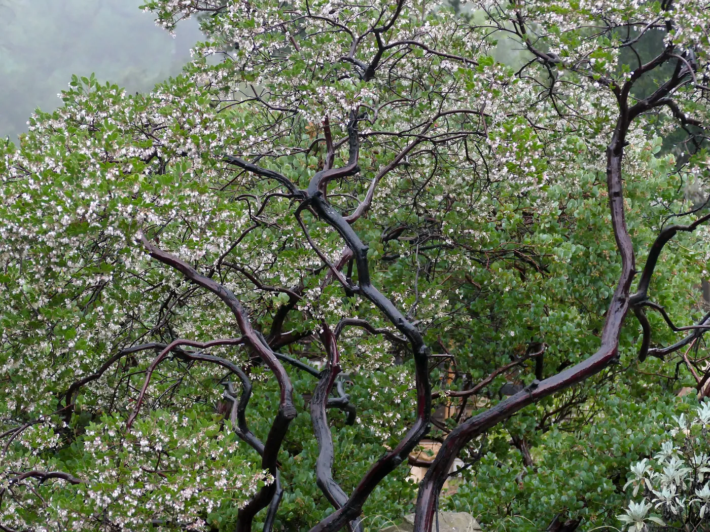 Raiche's Manzanita