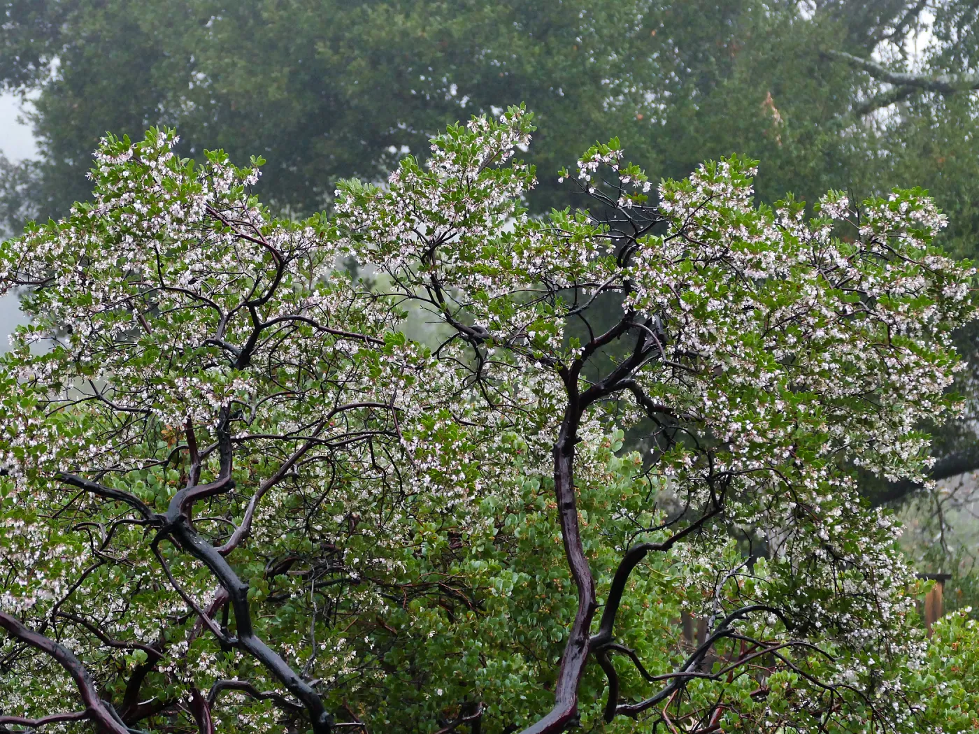 Raiche's Manzanita