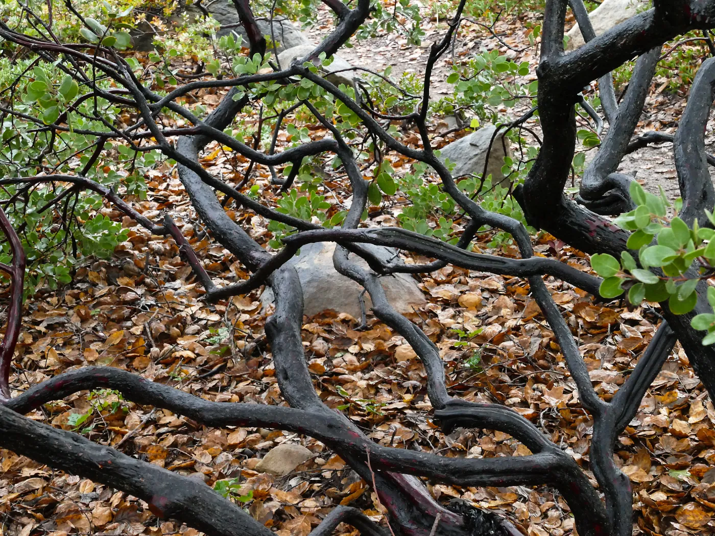 Whiteleaf Manzanita branches
