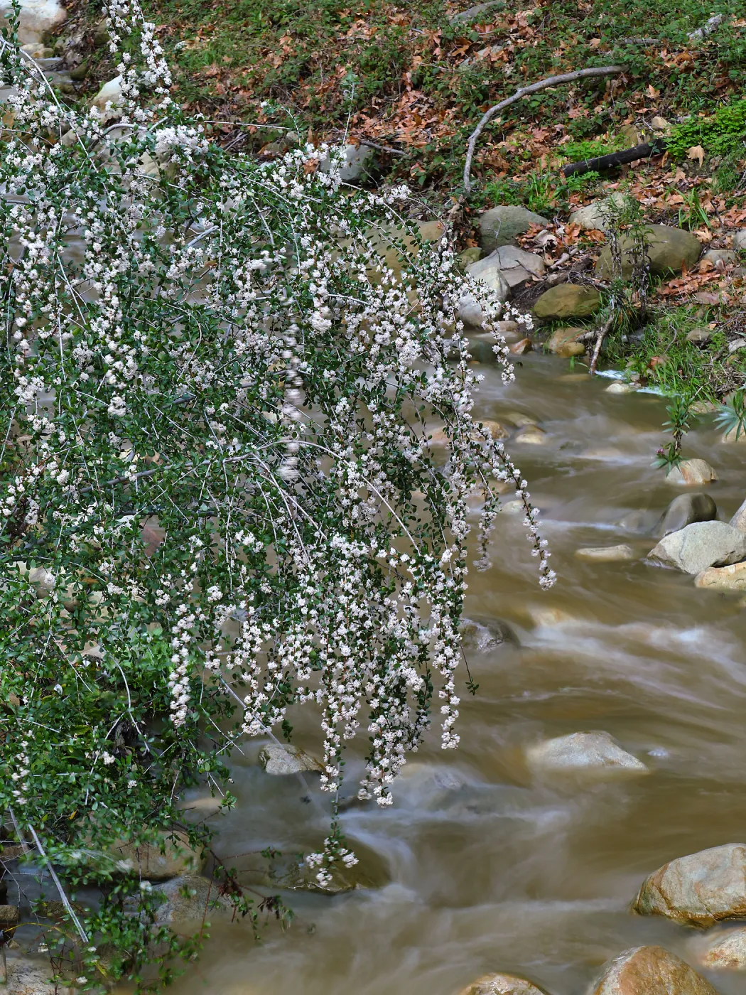 Bigpod Ceanothus above Mission Dam