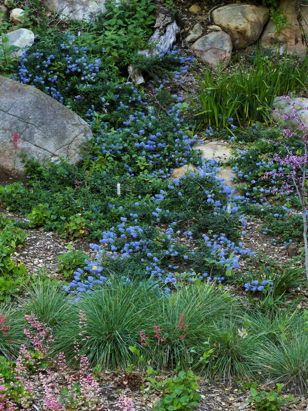 Ceanothus â€˜waterfall' in Wooded Dell