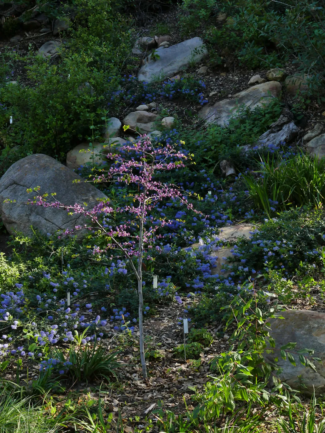 Ceanothus â€˜waterfall' in the Wooded Dell