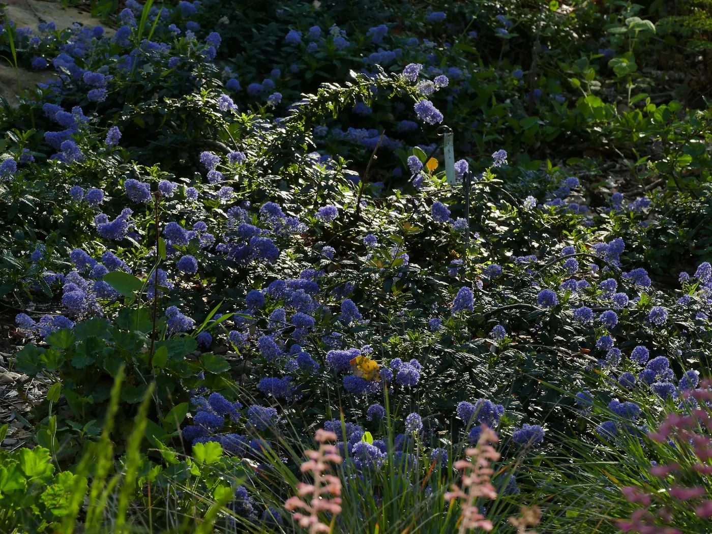 Ceanothus â€˜Joyce Coulter' in the Wooded Dell